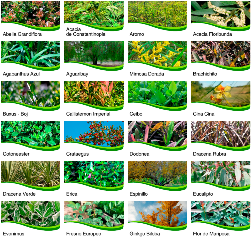 Catálogo de 48 plantas forestales y arbustivas con acceso por especie y productor